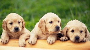 3 little puppies-635641_1080