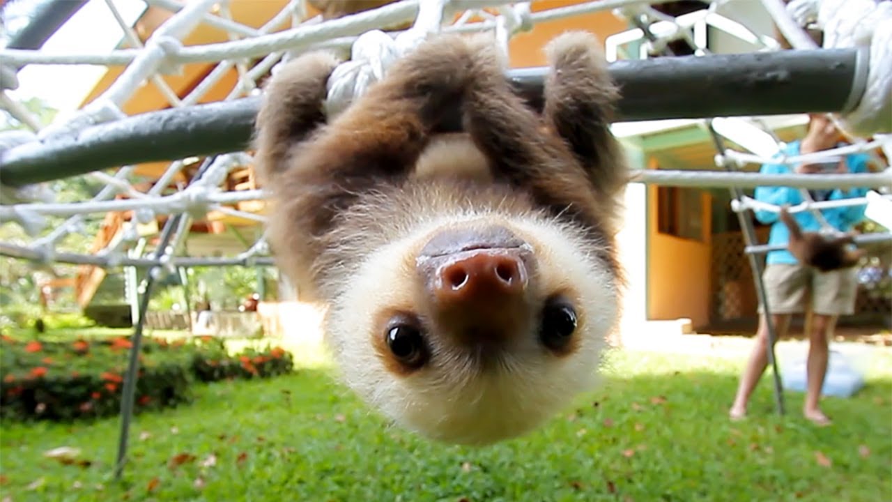 Baby Sloth